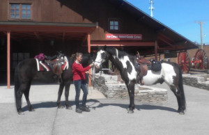 Photo of horses at Cider Mill, 2014